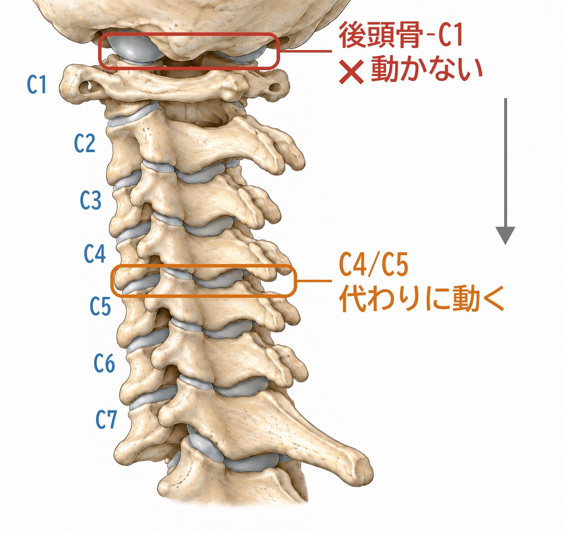 斜め後ろから見た頸椎の骨格。上が頭側で、左にC1からC7の番号。後頭骨と第1頸椎の間の関節に「動かない」の印、C4/C5の椎間に「代わりに動く」の印