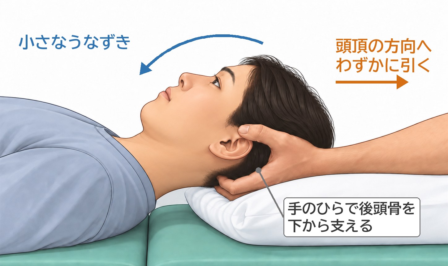 あお向けで枕あり。セラピストは頭側。手のひらで後頭骨を下から支え、頭頂の方向へわずかに引きながら、小さなうなずきを介助する