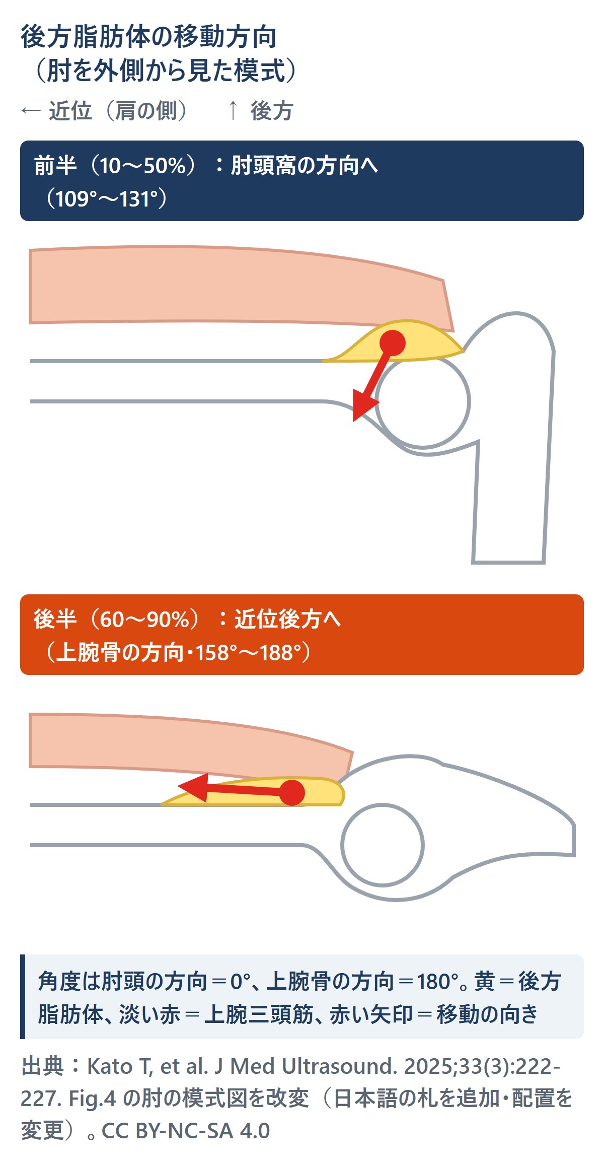 前半は肘頭窩の方向へ、後半は近位後方(上腕骨の方向)へ移動の向きが変わります。健常40人の自動伸展の結果を描いた模式で、患者の屈曲制限や癒着の診断には使いません。角度の範囲は原図 Fig.4 の表記です(Table 2 の平均の最大は184.4°)。