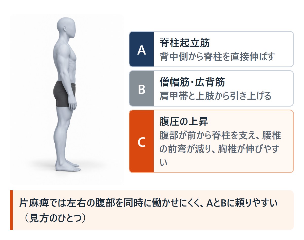 立位の人の横向きの絵と、体幹を起こす3つの方法。脊柱起立筋、僧帽筋と広背筋、腹圧の上昇