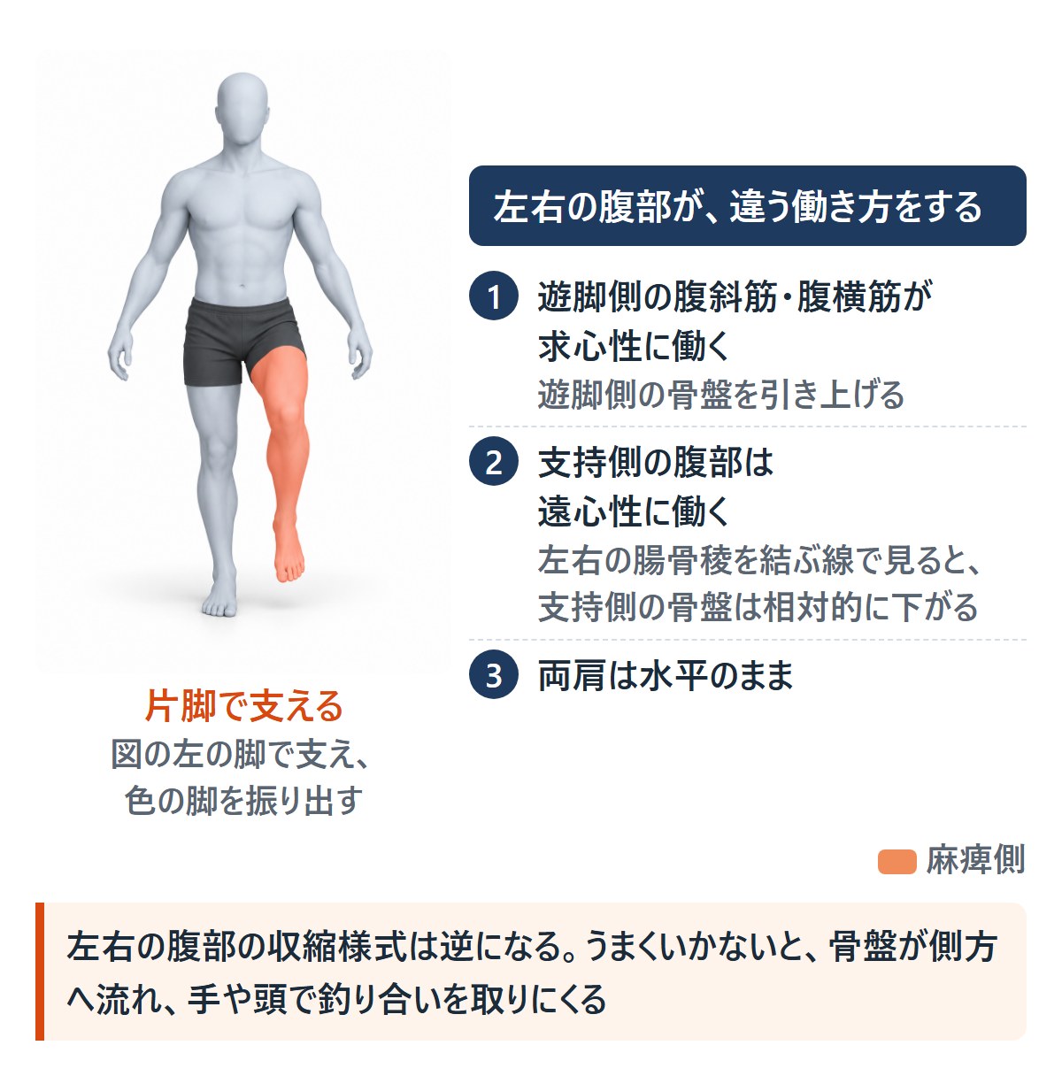 片脚で立つ人の絵。図の左の脚で支え、色の付いた脚を振り出している。遊脚側の腹部が求心性に働いて骨盤を引き上げ、支持側の腹部は遠心性に働く